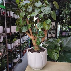 Indoor Plants & Trees