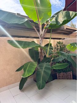 Rare Red Dwarf Cavendish Banana Pups – Healthy & Established 🌴🍌
