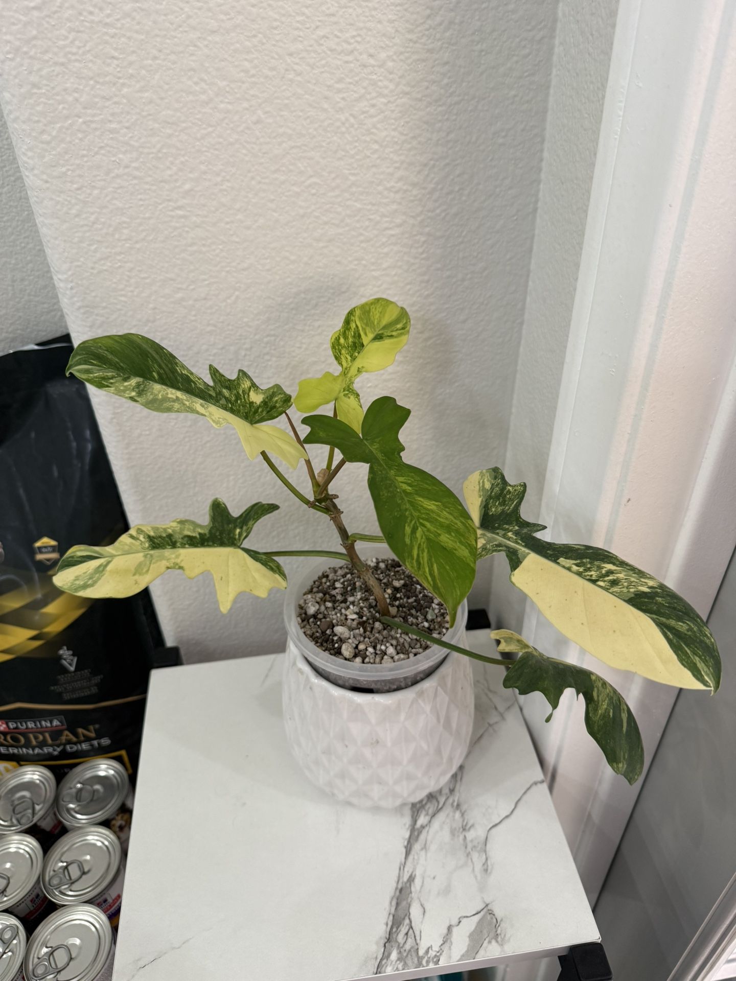 Philodendron Mayoi x Florida Variegated