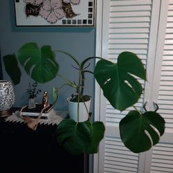 Monstera Medium Size