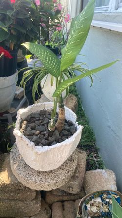 Plant