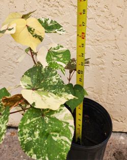 Tricolor Mahoe Sea Hibiscus