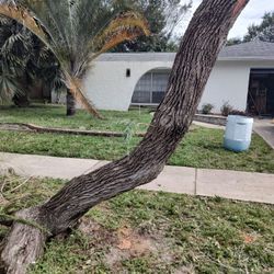 Bottle Brush Tree Trunk For WoodTurners.