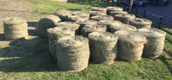 Round Hay Bales For Sale For Sale In Smithsburg Md Offerup Round Hay Bales For Sale For Sale In Smithsburg Md Offerup