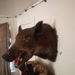 Taxidermy