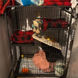 Rat cage 