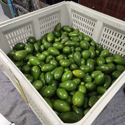 Avacado Donniea