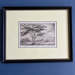 Cypress trees picture