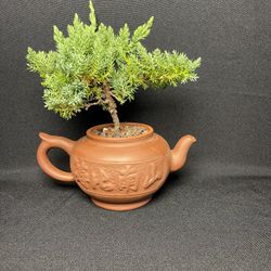 Juniper Tree Bonsai In Chinese Yixing Zisha Tea Pot($35 each)