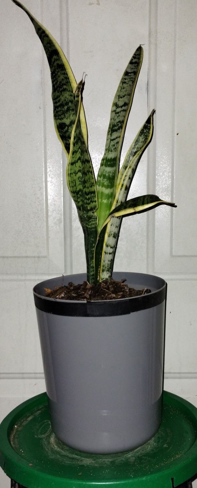 Sansevieria Laurenti Plant