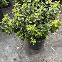 Azalea ‘Hino Crimson’ 2gal