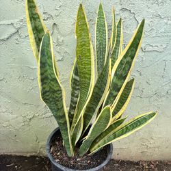 Snake  plant