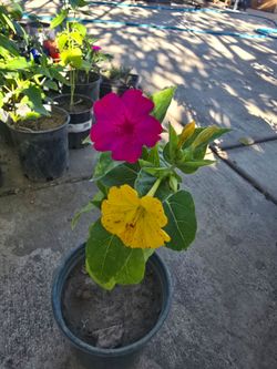 Plants For Sale