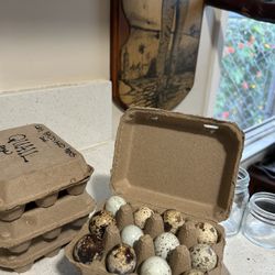 Quail Eggs