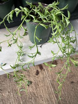 String of dolphins