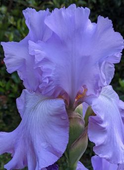 Beared  Irsis Lavender Color 