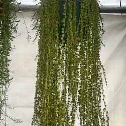 X Long String Of Pearls 8 Inch Pot