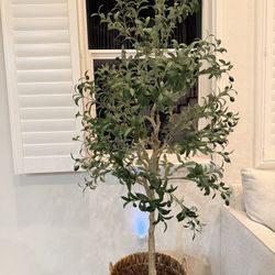 6 ft. Tall Artificial Olive Tree Faux Olive Plants for Indoor and Outdoor.