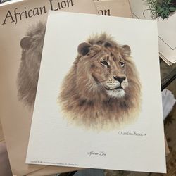 Charles Frace African Lion 