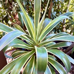Agave desmetiana 'Variegata'