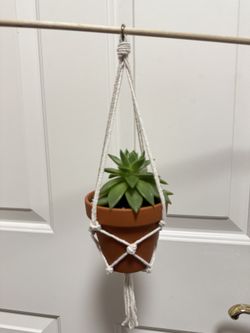 Live Succulent Plant in a Terracotta Pot. with Drainage 