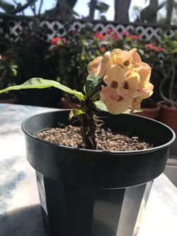 Crown-of-thorn (Euphorbia milii) $5-$30