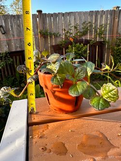 Trailing Houseplant in Terracotta Pot