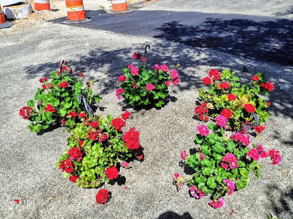 Large Hanging Baskets $13
