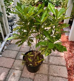 Variegated croton