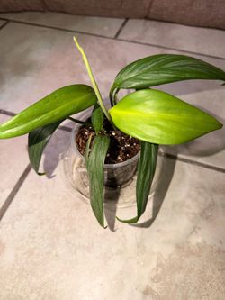 Houseplant