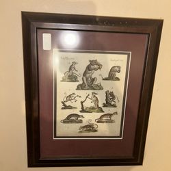 Decorative Rare Antique Animal Print of Marsupial Species, circa 1800