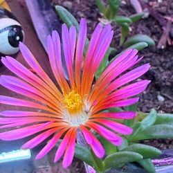 Succulent Starts