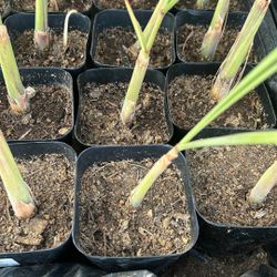 Lemon grass (limoncillo) $5 Garden Herb