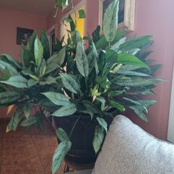 Plant