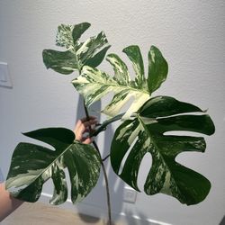 Monstera Albo Top Cut - 4 Big Leaves | Variegated White Monster | Rooting Node