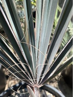 Blue Bismarck Palm Tree