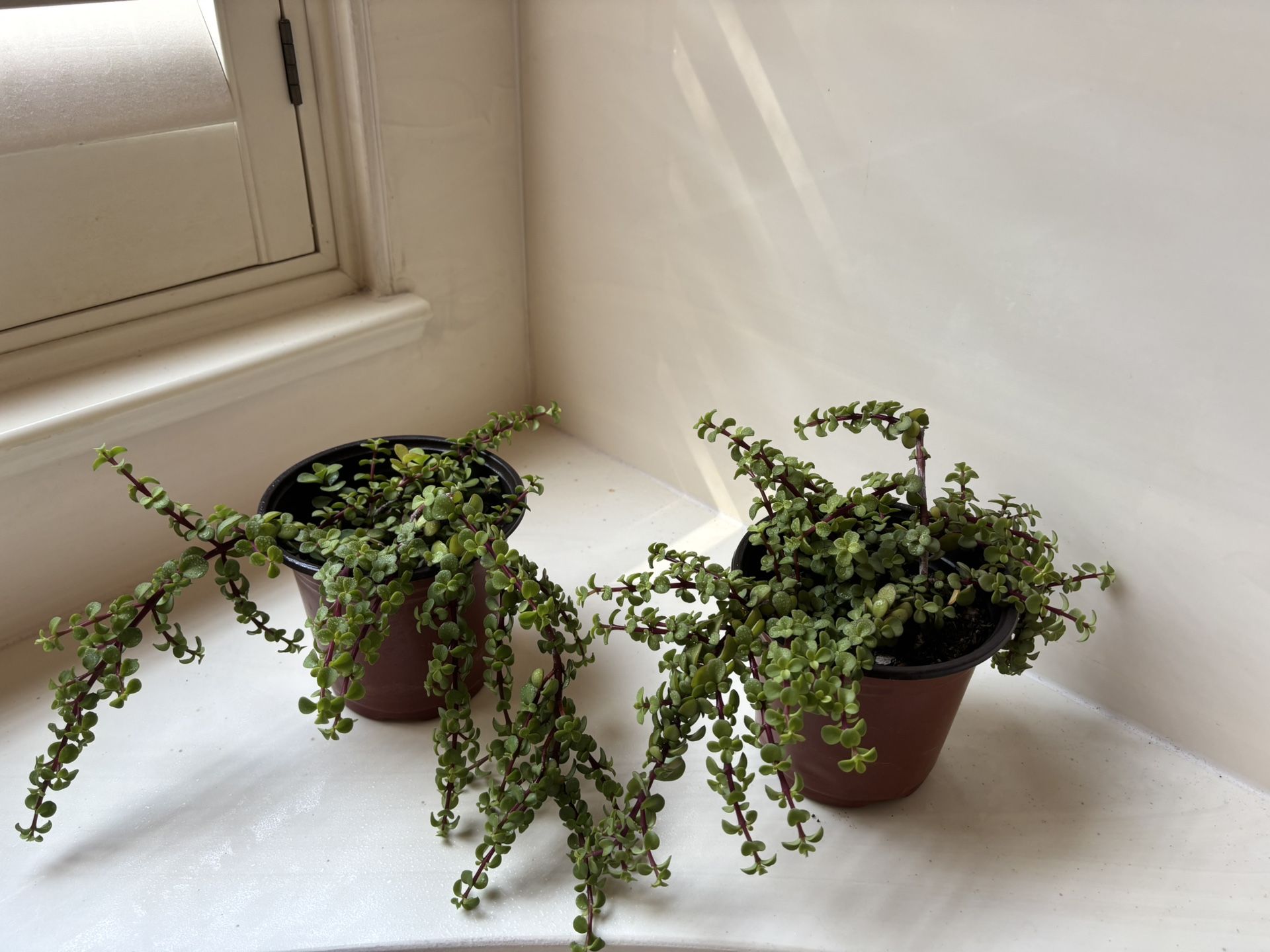 Elephant Food Plants