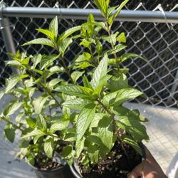 Chocolate Mint Herb Plant $5each 