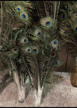 Peacock Feathers