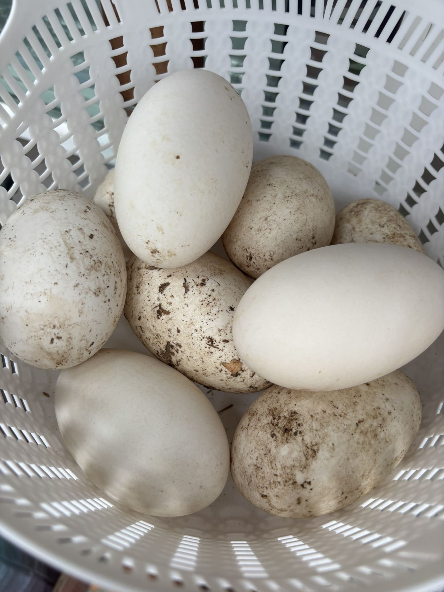 Goose Eggs