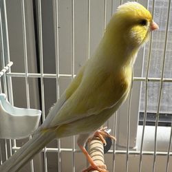 Canary Cage 