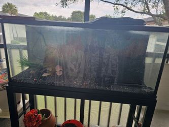 50 galon Fish tank