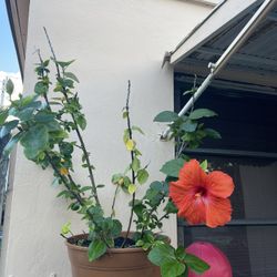 Over 15 Grown Bushes Beautiful Plants Please Read Description 