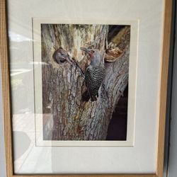 Woodpecker and Baby