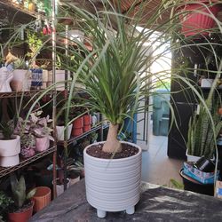 Ponytail Palm