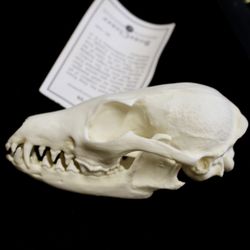 Gray Fox Skull ( Fake Skull Not Real Bone )