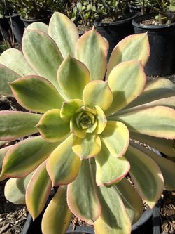 Aeounium sunburst succulent plant