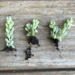 Burros Tail, Burros Tail Plant, Donkey Tail Plant, Sedum Morganianum, Sedum Burrito
