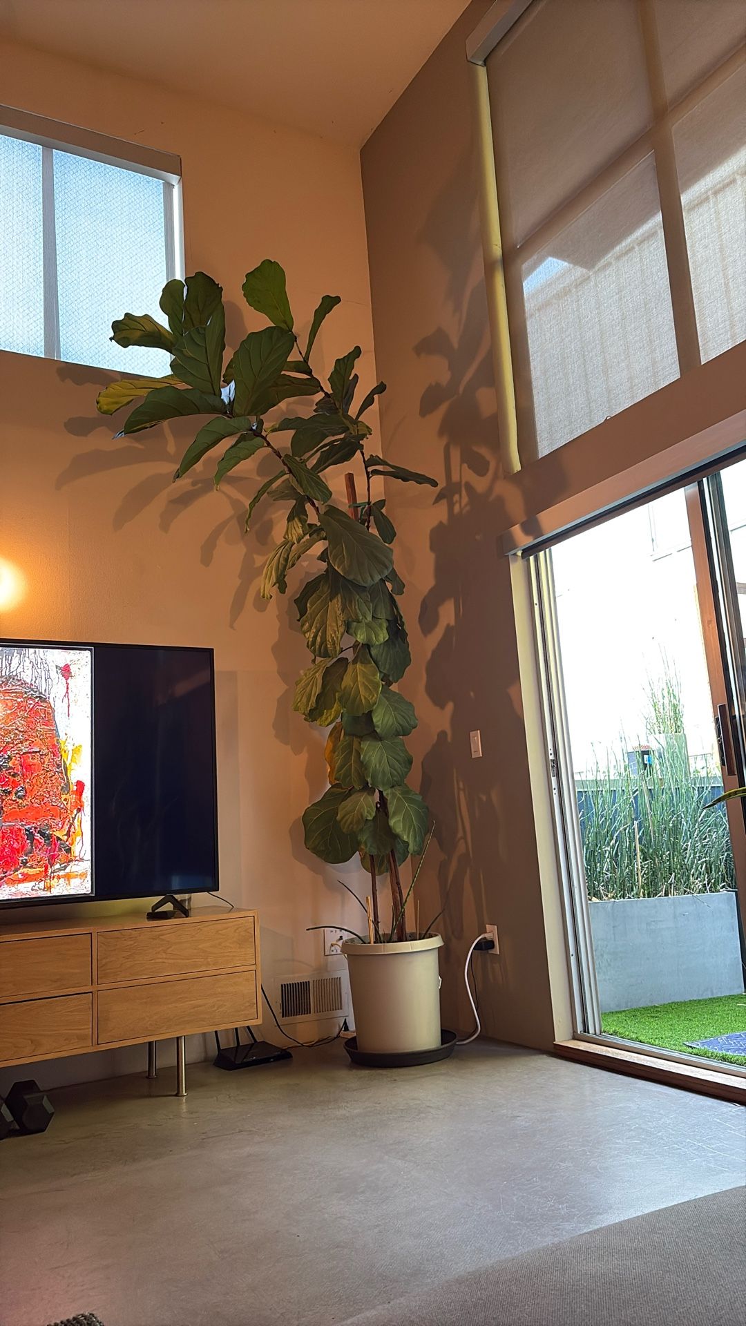 Plants For Sale