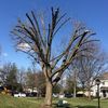 TREE SERVICE👈🌲🌳🍃🍂